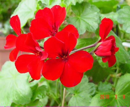 花言葉 Atjmgtmg Twitter 花言葉 Atjmgtmg Twitter