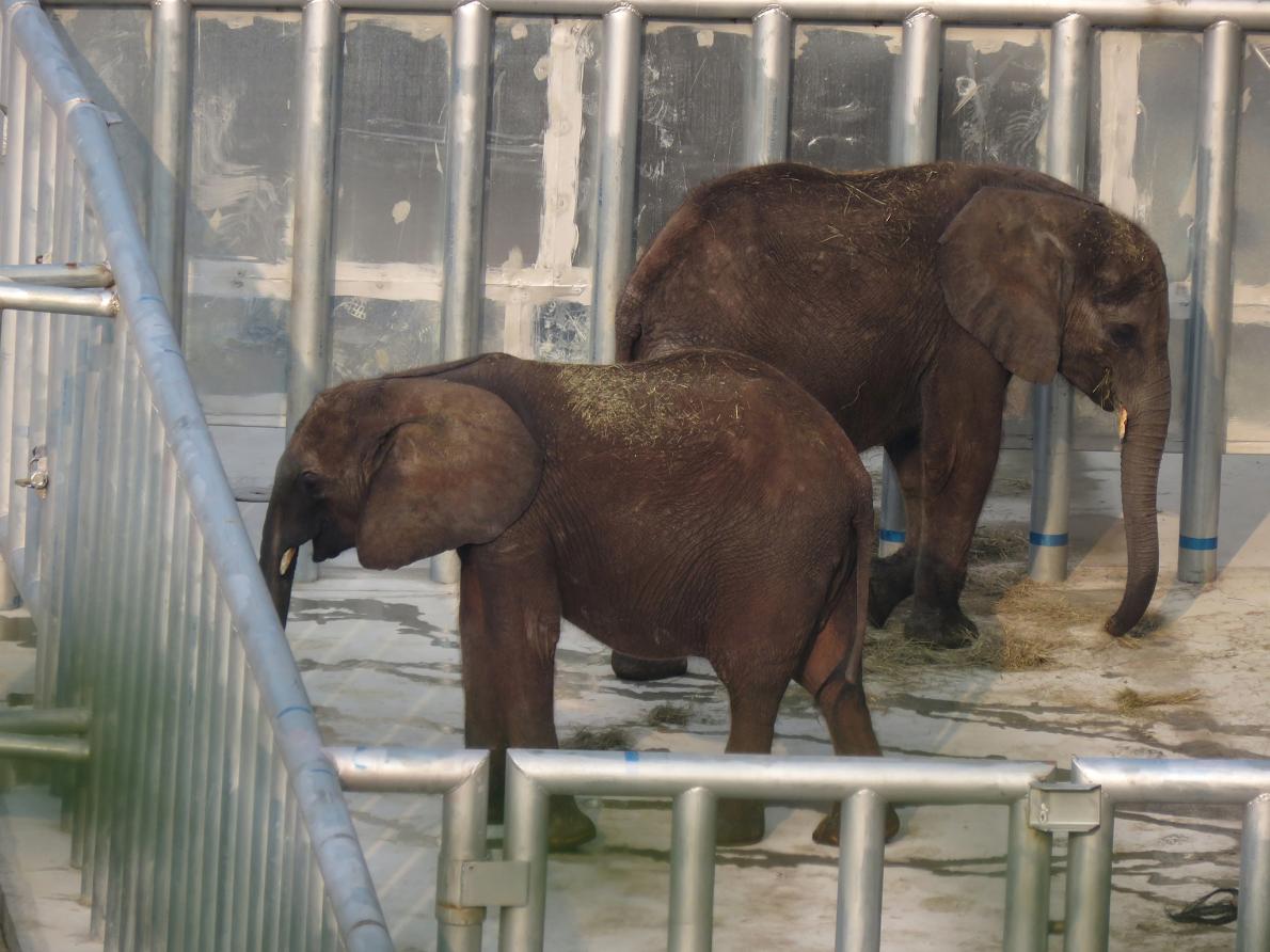 IworryTrade's tweet photo. BREAKING: Photos emerge of #ZimbabweElephants in quarantine at Chinese Safari Park http://t.co/Pc277NqjY1 http://t.co/hygKDa4MsA