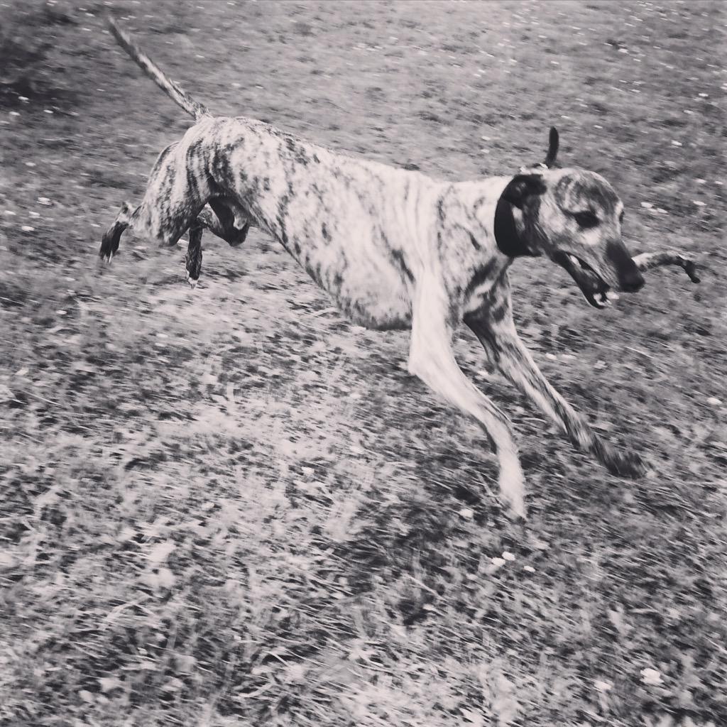 polly_goodman's tweet photo. @scruplesWR - here's Trevor, from you 2 and a half years ago. #lovinglife #whippet #fetch http://t.co/dgXB1MVEQ0