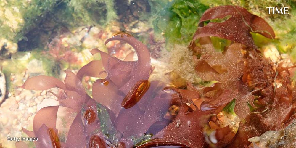 TIME's tweet image. Stop what you’re doing: This seaweed tastes like bacon and is healthier than kale ti.me/1fLoiuh