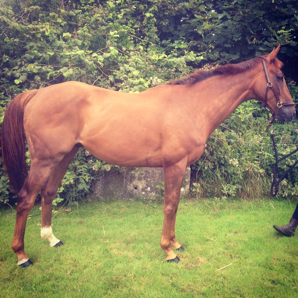 TorieSleep's tweet photo. Our latest purchase mister snowball has settled in well #pointtopointer http://t.co/GfDsnxchEH