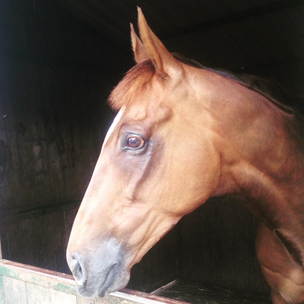 TorieSleep's tweet photo. Our latest purchase mister snowball has settled in well #pointtopointer http://t.co/GfDsnxchEH