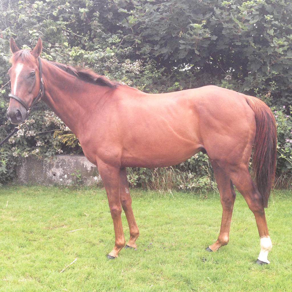 TorieSleep's tweet photo. Our latest purchase mister snowball has settled in well #pointtopointer http://t.co/GfDsnxchEH
