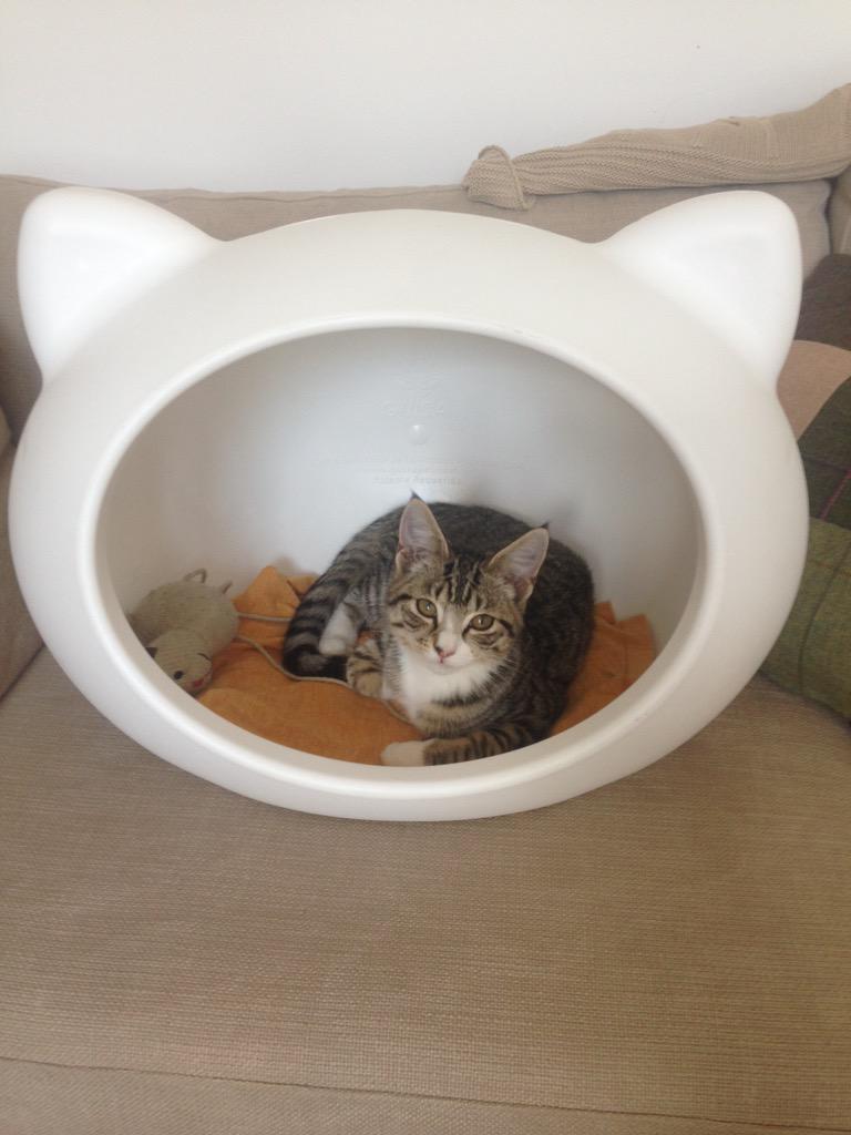 guisapet cat bed
