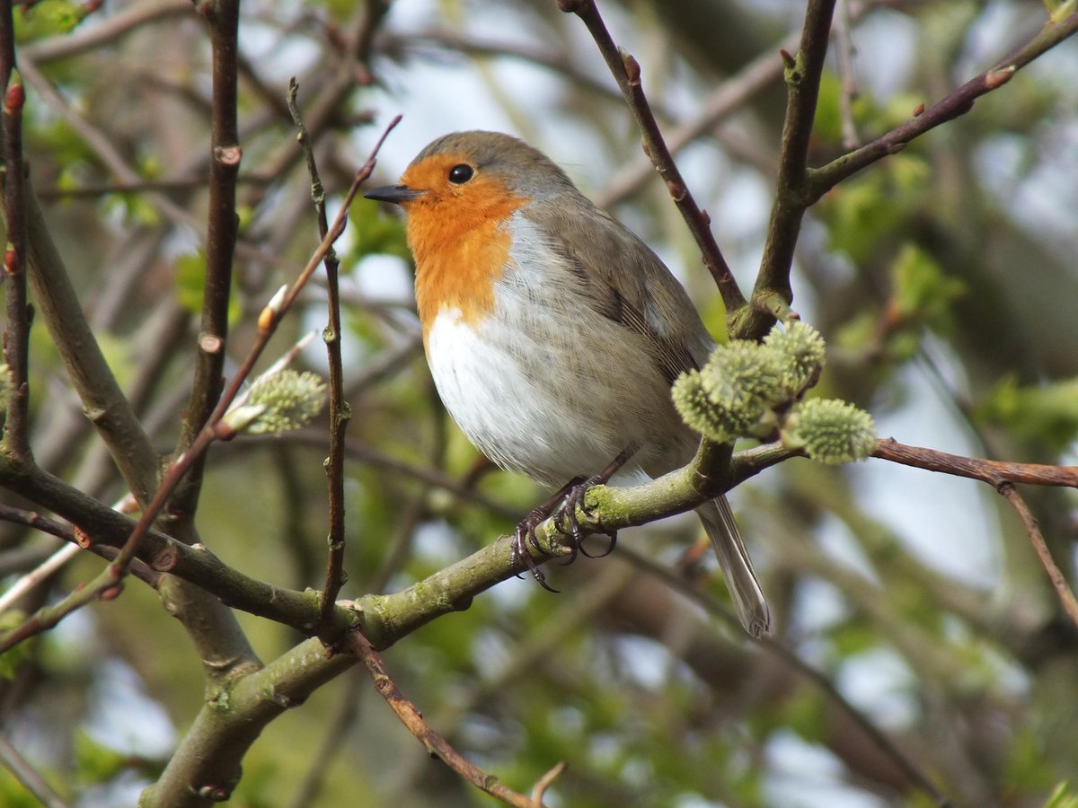 twooternews's tweet photo. A fascinating tale about the nesting Robins in Jen Taylor's garden:
http://t.co/5WyEAVF6BI http://t.co/6YwwYduEja