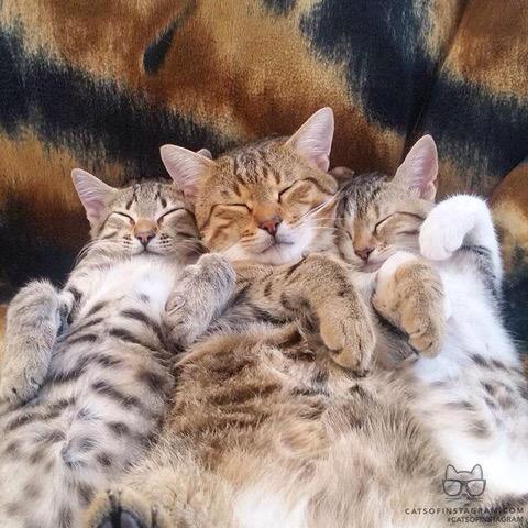 not2old2try's tweet photo. @Carmen_Delia123 @ArenaMar23 @jones173331 @ClassCrossInt @villa_debus @MargeConnelly #puttycat😊 http://t.co/jKGjF5dMJP