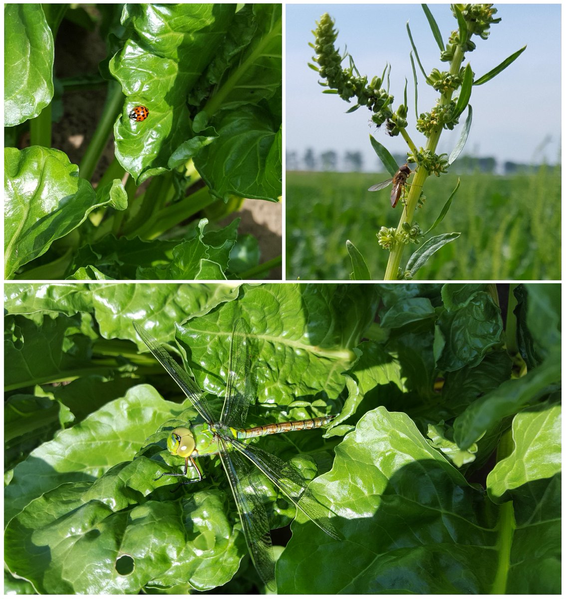 Percelen zitten vol met natuurlijke vijanden om schadelijke insecten te bestrijden en dat levert mooie plaatjes op!