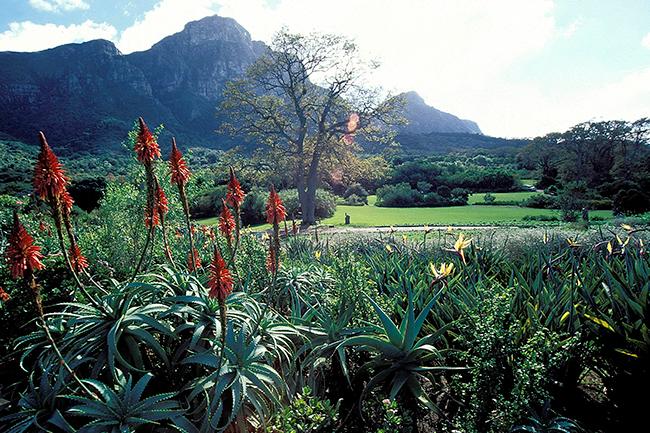 CapeTownEtc's tweet photo. Entry to @KirstenboschNBG is free for #MandelaDay http://t.co/I7JDdPoUkt http://t.co/XLVHQOSiQ1