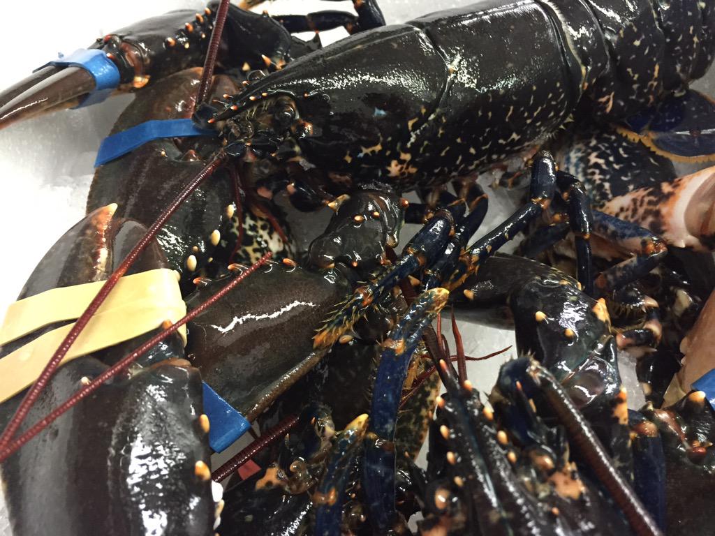 MagdalenSE1's tweet photo. Absolutely stunning lobsters in this morning! http://t.co/71fJ7AJ7O9