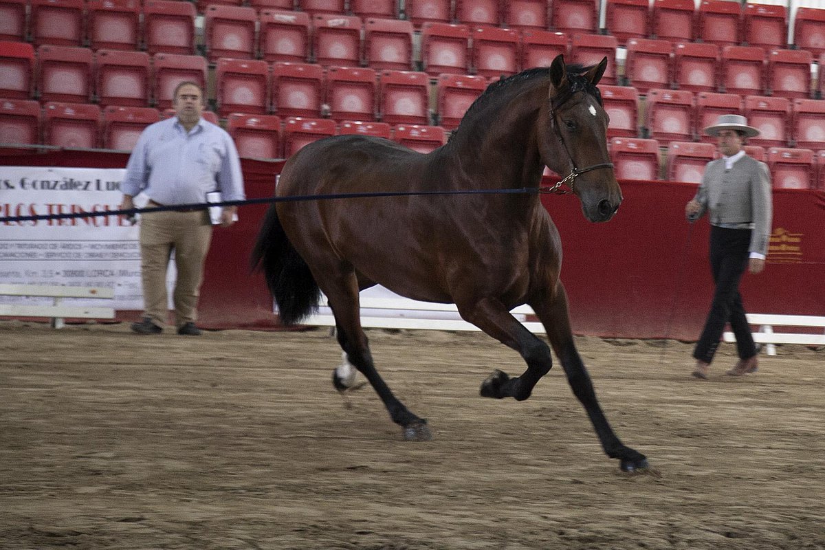 Fericab_Lorca's tweet photo. #felizjueves a todas las  #carmen , nosotros seguimos #cabalgando hacia #FERICAB2015 #lorca #murcia #concurso #equino http://t.co/HWZ5S5BOFN