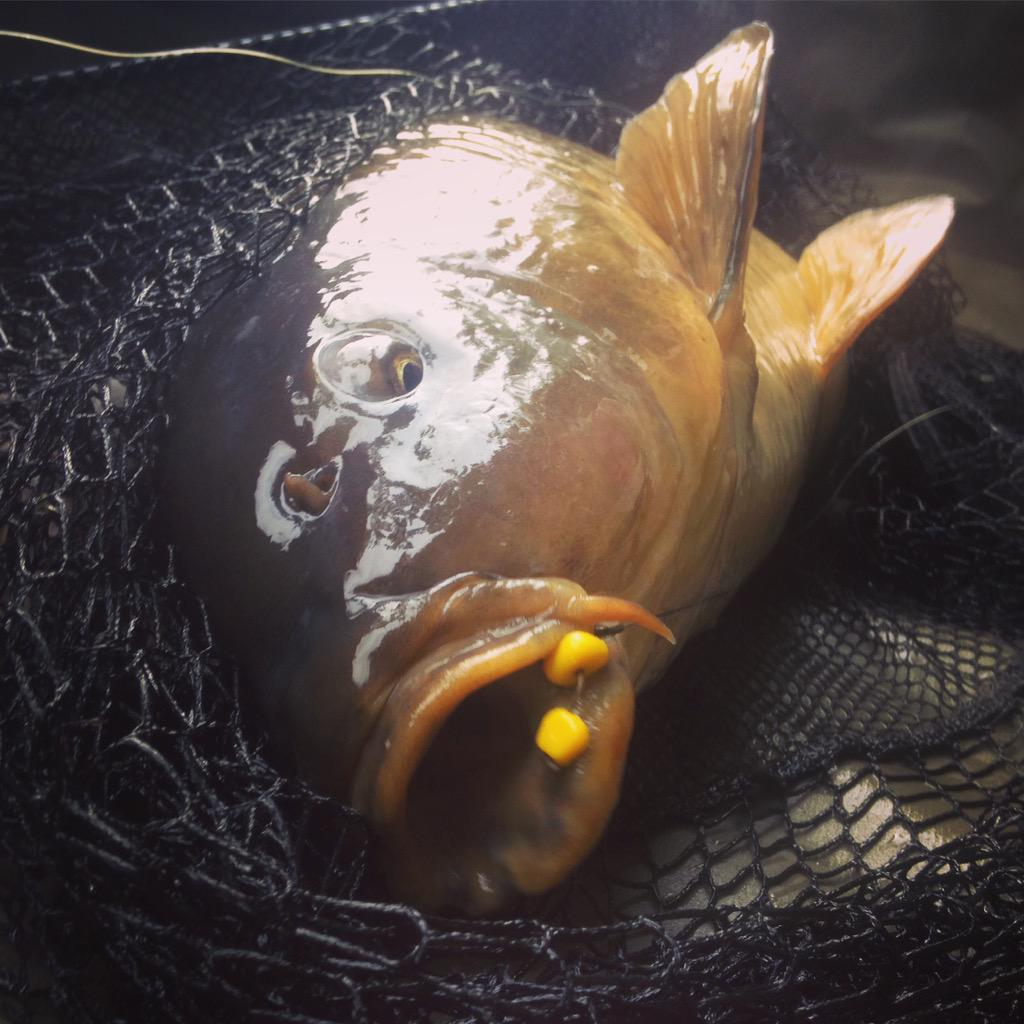 Burns64Timmy's tweet photo. #nailed #carpy #fakecorn http://t.co/p02NXRucpE