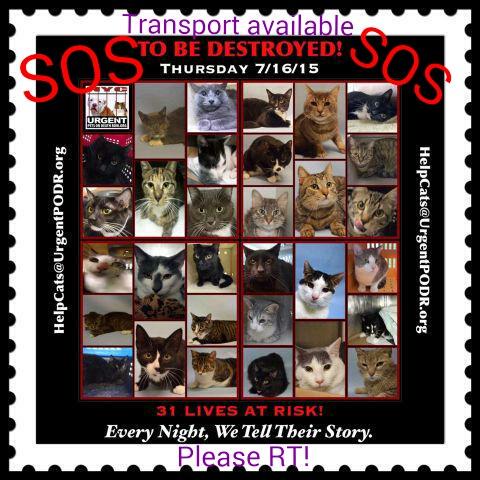 MeowMiya88's tweet photo. 🆘🐈@MIPooh 💓 @NYspanish @FEMAgulag @SandraBersu @animalheart13 @MuellerDebi @NnaHaring @Catherine_Riche @ngremmy http://t.co/QdJBYNeSxe