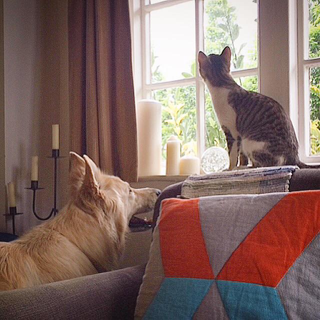 sillineysarah's tweet photo. Windows are too high for Mia to #postiewatch so she's enlisted the cat to help! #Dukebox delivery @rubyandduke ๐ http://t.co/8qdJDgnKpk