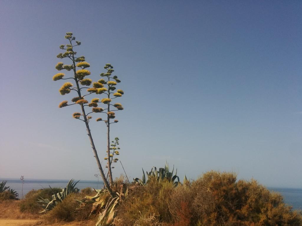 algarvetweets's tweet photo. BOM DIA BEAUTIFUL SIZZLING #ALGARVE!!! Here's to another day of incredible #weather &amp; amazing colours!
@visitportugal http://t.co/xYVcNzhlvx