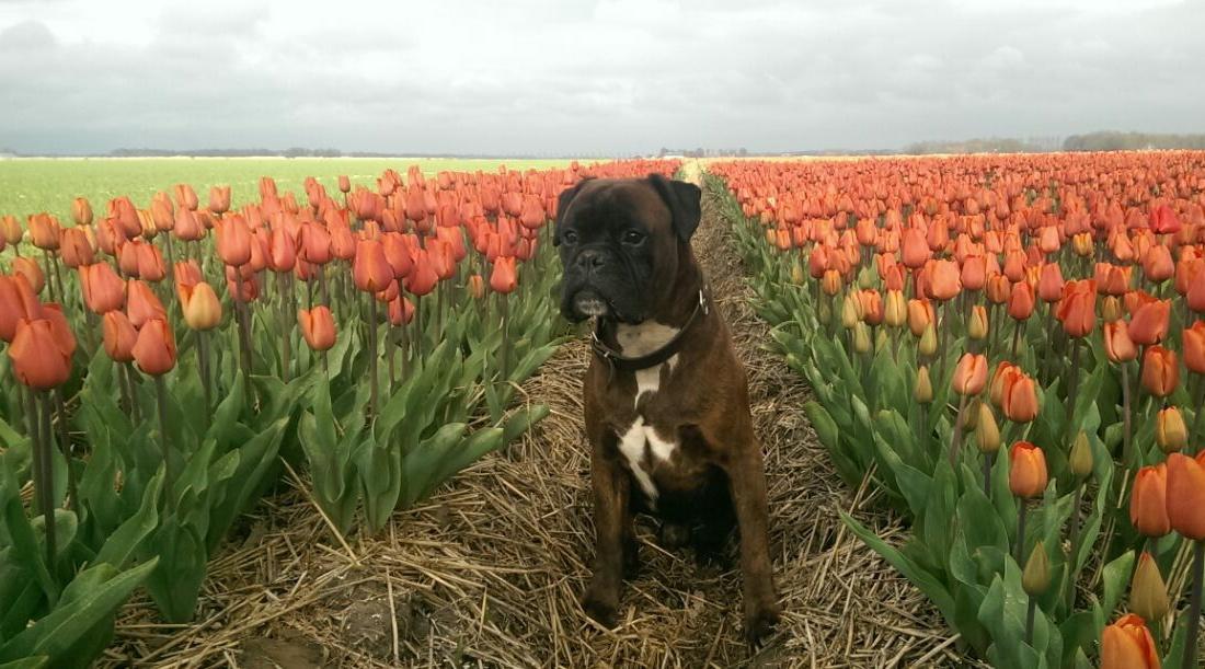 Vraagt iemand : dat is toch een jonge boxer ?? Nee meneer, hij wordt dit jaar al 9 ! #boxers #eeuwigjong