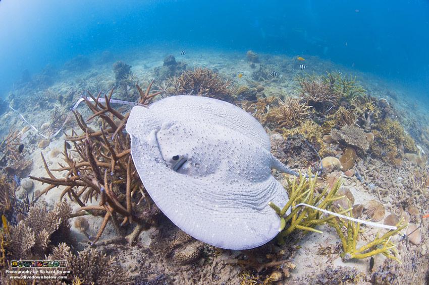 divedownbelow's tweet photo. #PorcupineStingray got #NoStinger but #NoFear either! Watch ur buoyancy if u lucky 2 see 1 ;) >http://t.co/TQltmIn9Q6 http://t.co/EQG32YZVGK