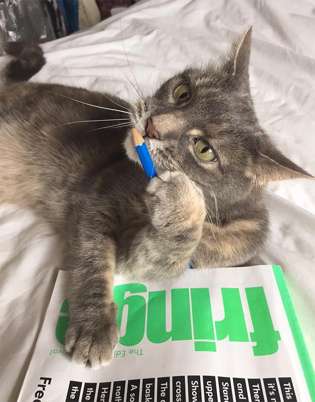 edfringe's tweet photo. "Hmmmm what'll I see at #edfringe this year?"
 - This cat. 
#petswithprogrammes #InternationalCatDay http://t.co/TgghTt78Oy