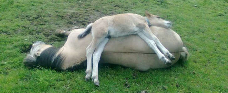 Horse_Vets's tweet photo. Who's ready for a relaxing weekend? @B_Equine @equestrianindex @EssentialsCard @brettsequestri1 http://t.co/JWcHv30ZJU