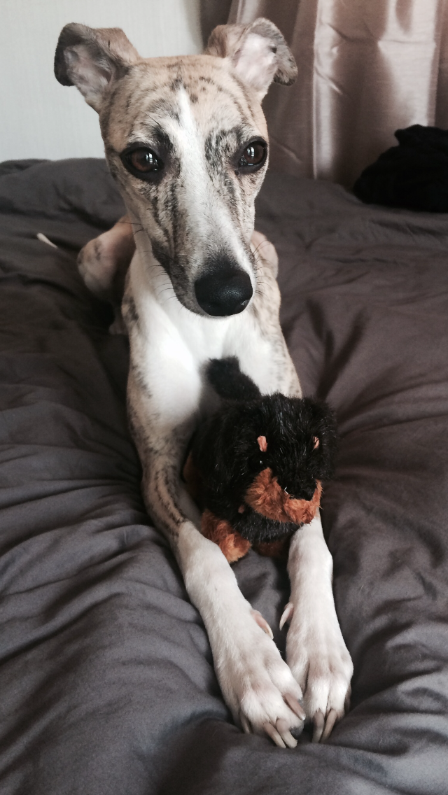 GuilleMarza's tweet photo. Just back from a great stay @DUKESHOTEL #London, Kylie has a new fluffy friend #DUKESY #dog http://t.co/i6Xhaef8uH