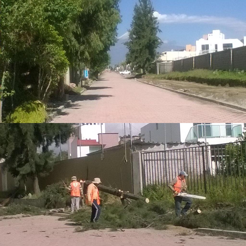 A_Pata_Puebla's tweet image. Prol. 15 poniente de #SanPedroCholula tirándo árboles @GobiernoCholula una calle tranquila y con sombra. ¿Qué pasa?