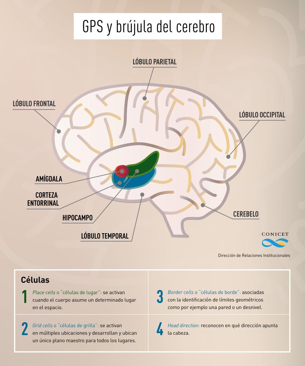 CONICETDialoga's tweet photo. #SpeedCells el cerebro percibe el espacio, límites, configuración espacial y velocidad de desplazamiento. http://t.co/j0E5JBwqxj