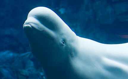 marcthevet's tweet image. '@SeaWorld's Baby Beluga Dies After Just Three Weeks' Read more: care2.com/causes/seaworl… #Blackfish