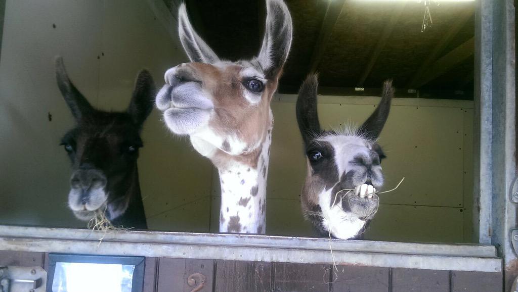 Chinehousevets's tweet photo. The beautiful llamas, Graham, Matilda and Lois enjoying the view from their stable at Chine House. http://t.co/E9zkj9SDVE