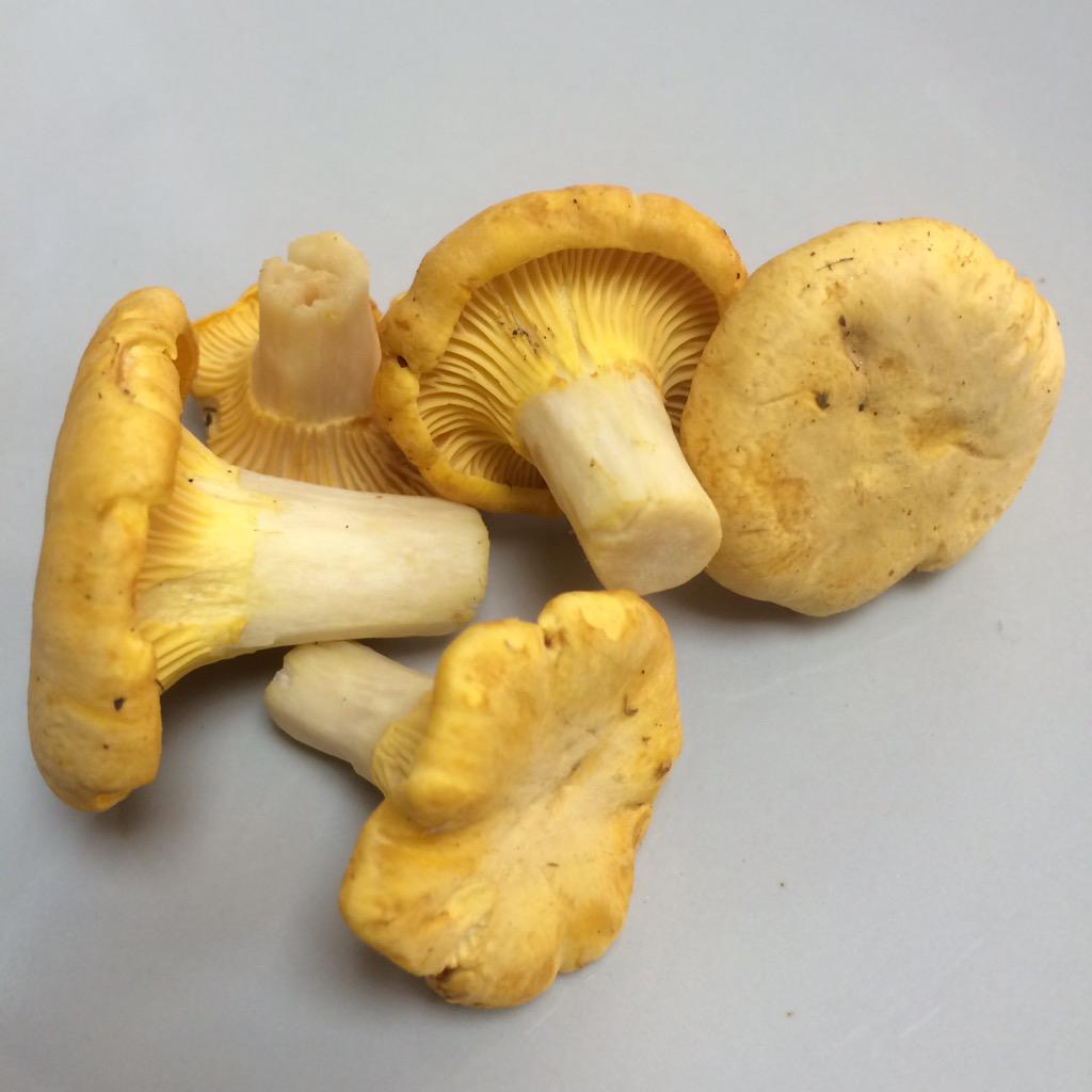 Just arrived! Beautiful Girolles! #Girolles #mushrooms #freshfood #pub #northeasthour #northumberland #morpeth