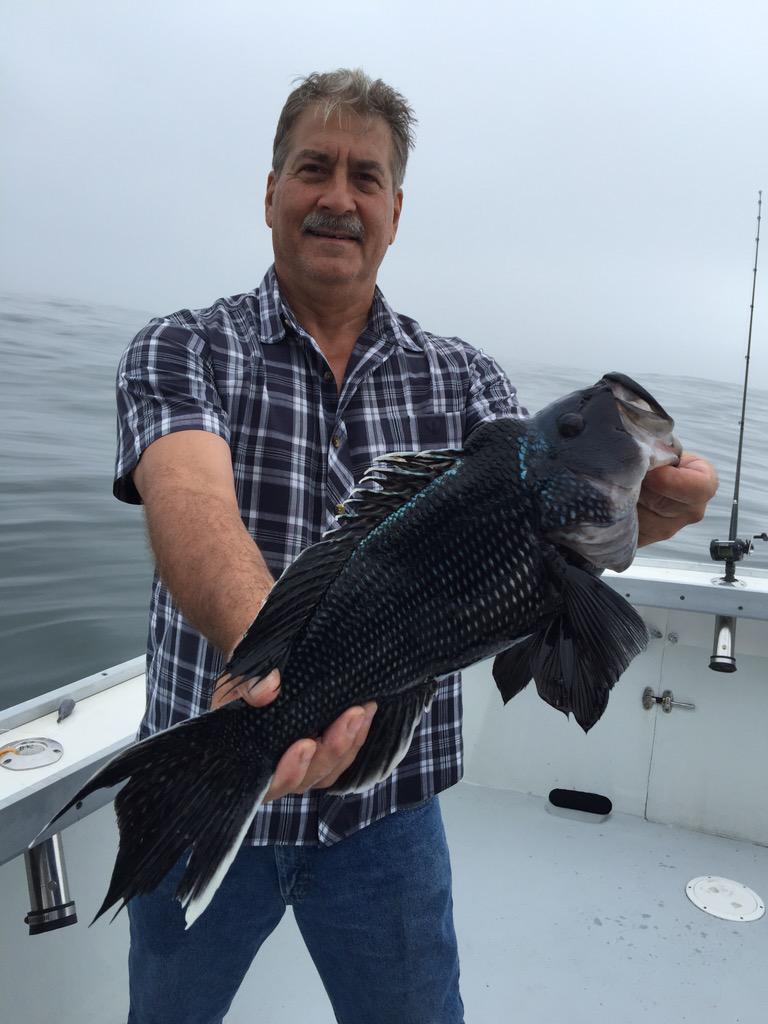 CaptMikeMTK's tweet photo. GREAT inshore fishing happening now in Montauk. Sea Bass opened yesterday w many 3-4 lbrs http://t.co/AzWF3dcvQB