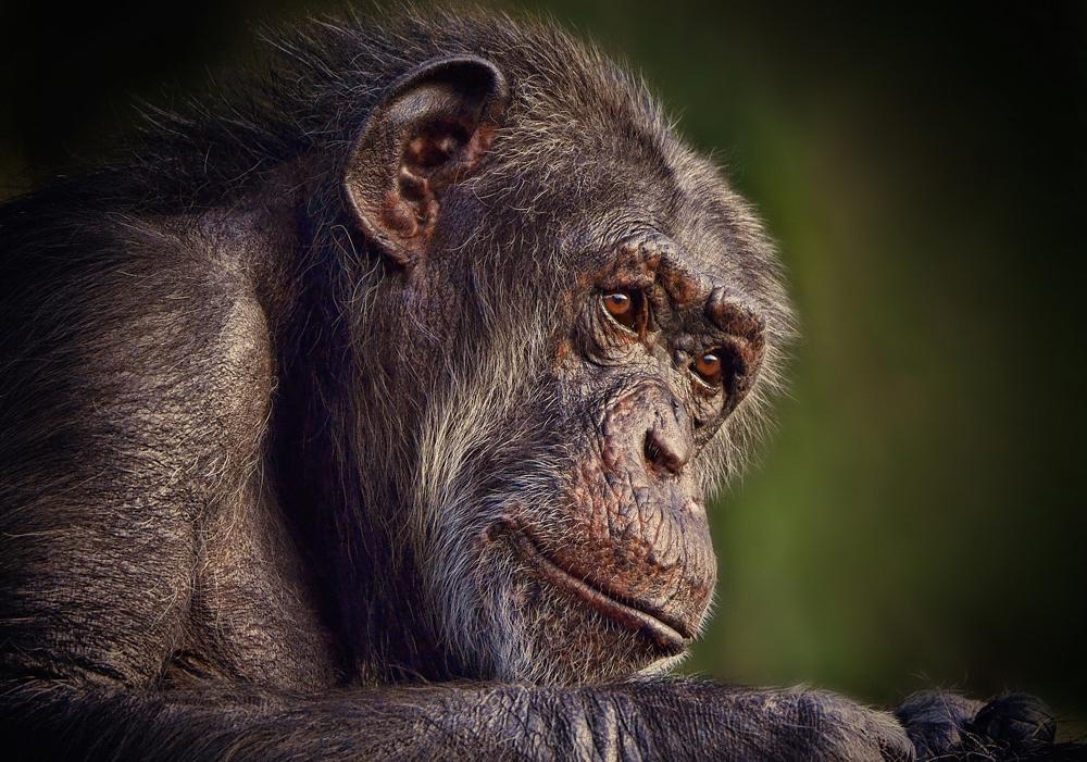 Curious Animal Mag tweet media