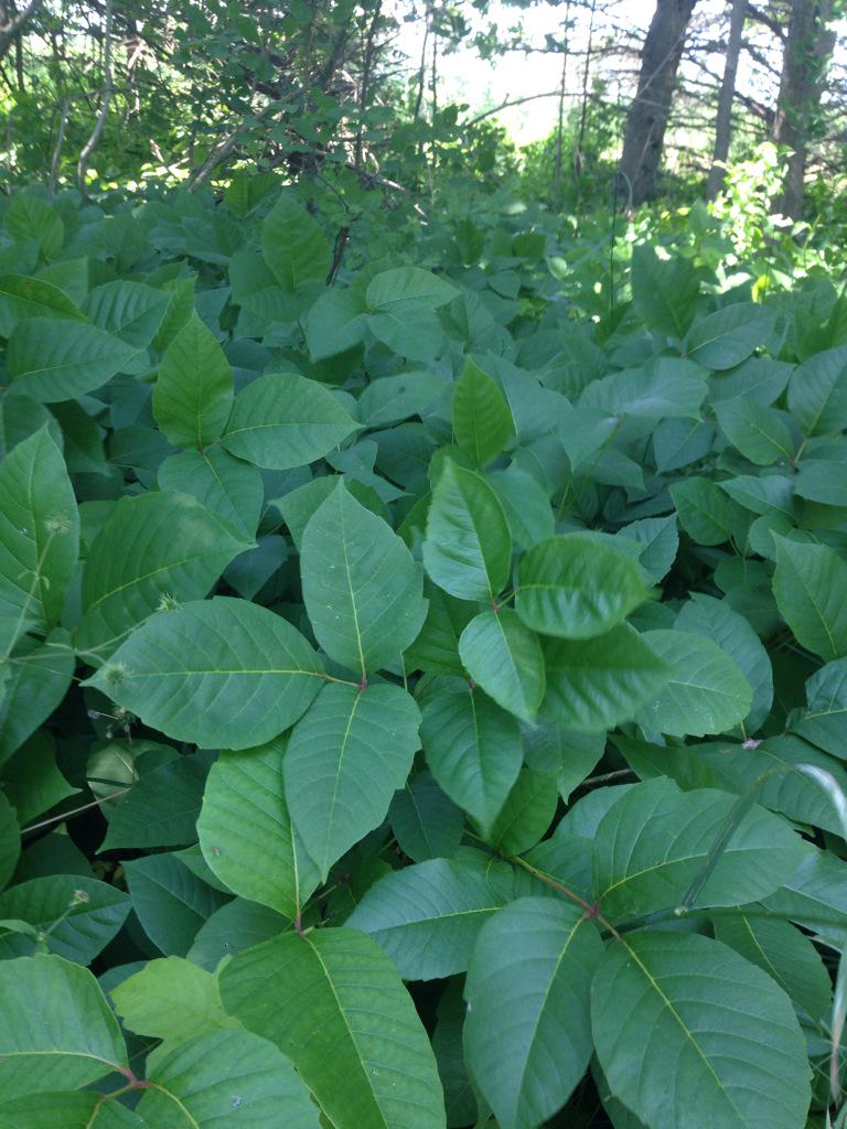 MitchLovely23's tweet photo. Poison ivy bed #poisonivy #toxicodendronradicans #watchyourstep #tinymarsh #ontario #provincialwildlifearea http://t.co/YXzfTMgXEY