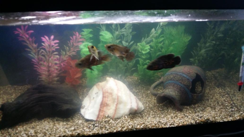 Ready2Die4Life_'s tweet photo. Fish are happier now pyscho jag is out the tank he was a bully I hate bullies http://t.co/9KS07Qw7Sc