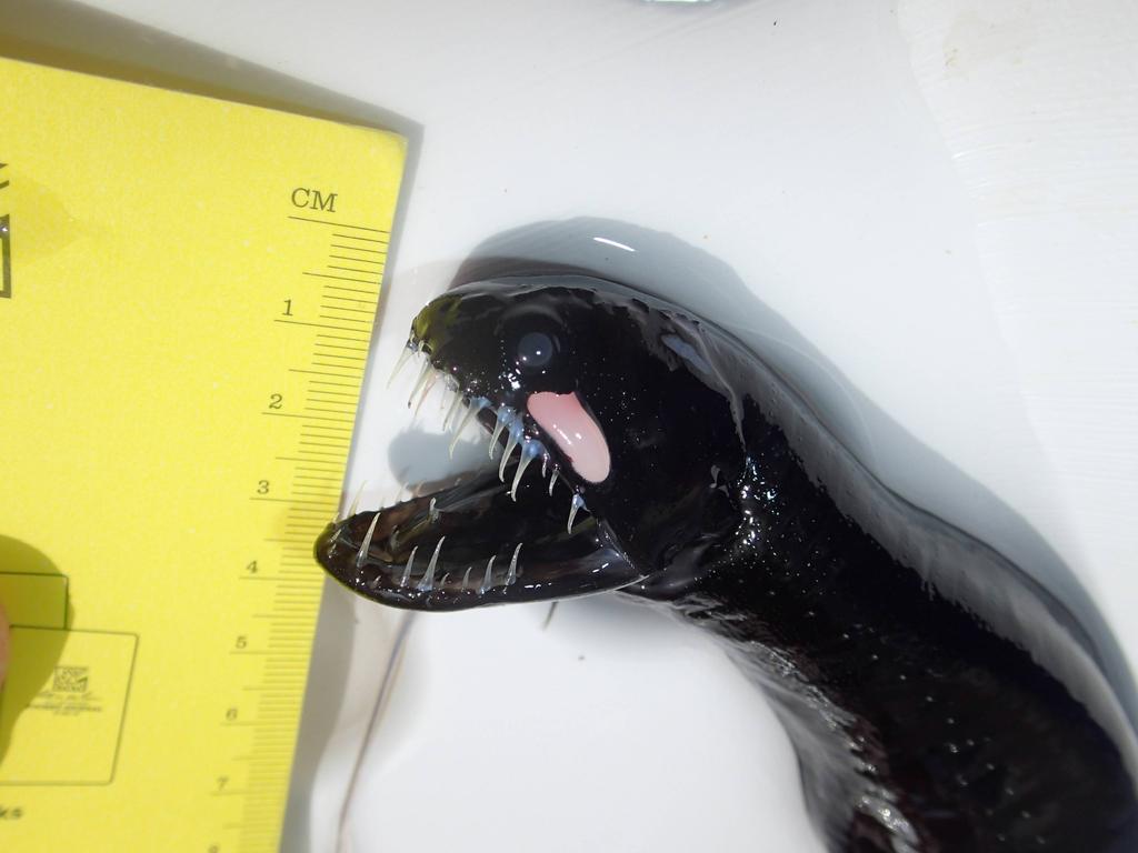 朧 祝 ブラックドラゴンフィッシュことミツマタヤリウオです エイリアンのようなこの魚は 予想している通り深海魚です オスが小さく オスは成魚になったらメスと生殖して死にます チョウチンアンコウとの類似点が多いですが 類縁関係は遠いです 朧 祝 ブラックドラゴンフィッシュことミツマタヤリウオです エイリアンのようなこの魚は 予想している通り深海魚です オスが小さく オスは成魚になったらメスと生殖して死にます チョウチンアンコウとの類似点が多いですが 類縁関係は遠いです