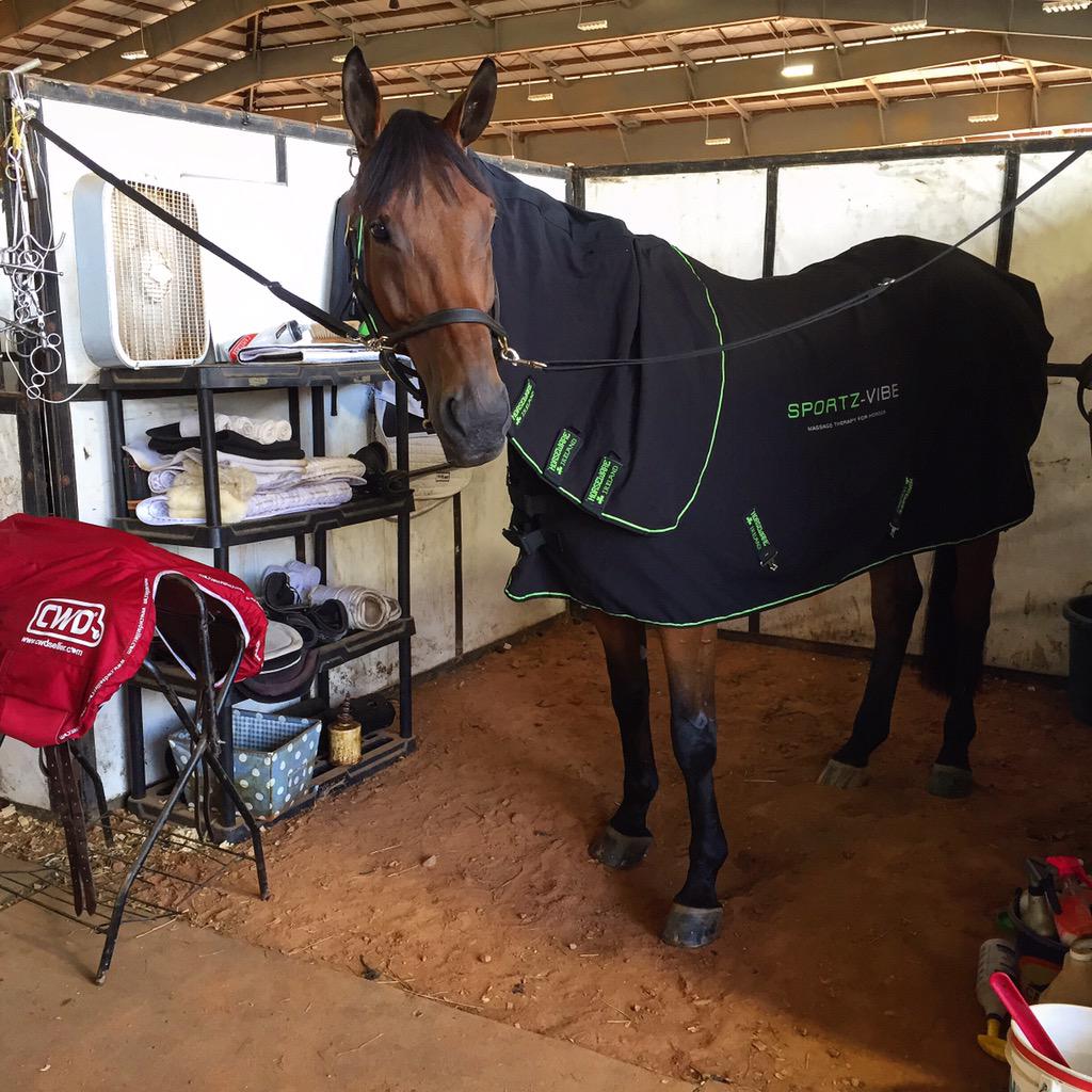 dpequestrian's tweet photo. Quinn loving his #Sportz-Vibe by @horseware ready for the 1.30m's in a few mins. @CWDSELLIER #TryonInternational http://t.co/E4Cv1dLA8u