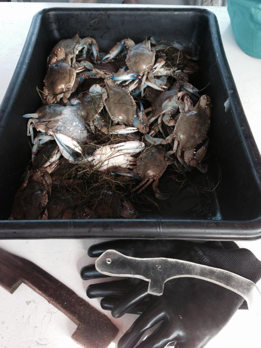 dougdageologist's tweet photo. 14 pots 24 hrs 54 keepers. http://t.co/lTqeSZ4Zou