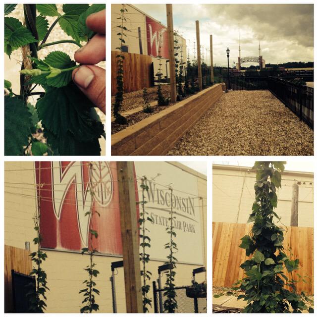 sprecherbrewery's tweet photo. Our #hops at the @wistatefair grow as the #faircountdown is on where you can find us at the @sprecherbrewery Landing! http://t.co/WKodyG7lWF