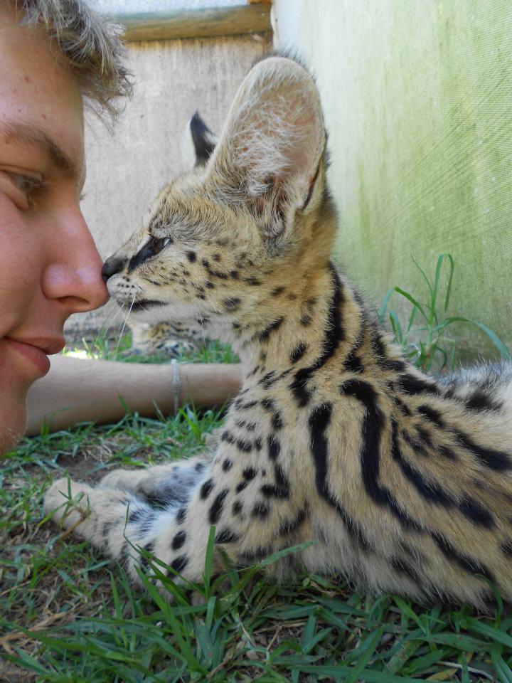 Claim2Victory's tweet image. Want to get a hands on exp with South Africa's wildlife? Apply to volunteer today! Claimvic@gmail.com for more info!