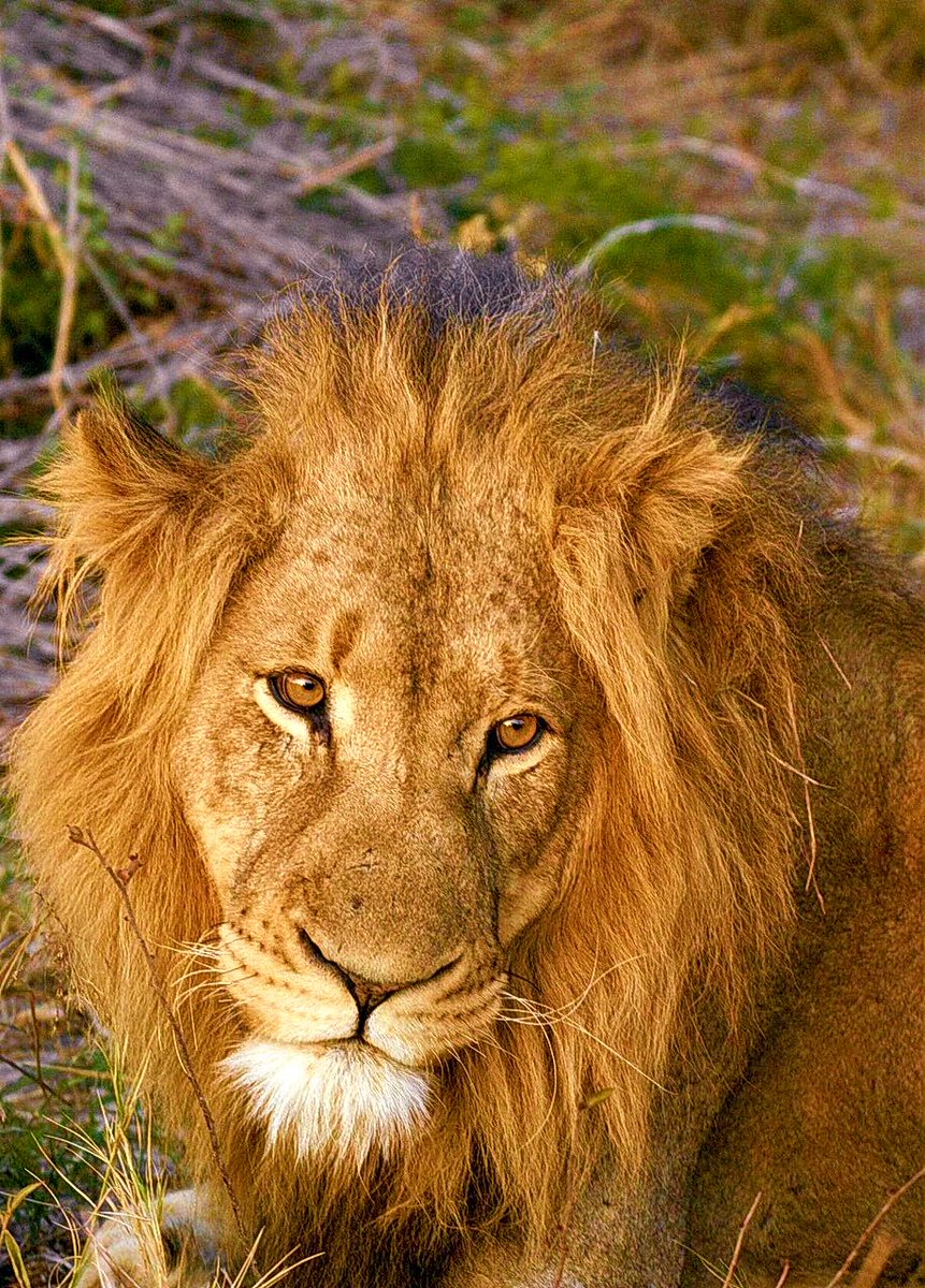 BushwiseSA's tweet photo. Fantastic morning #gamedrive #malelion, thanks for the great pic from Michael Brown! http://t.co/QvtyqcnZxZ
