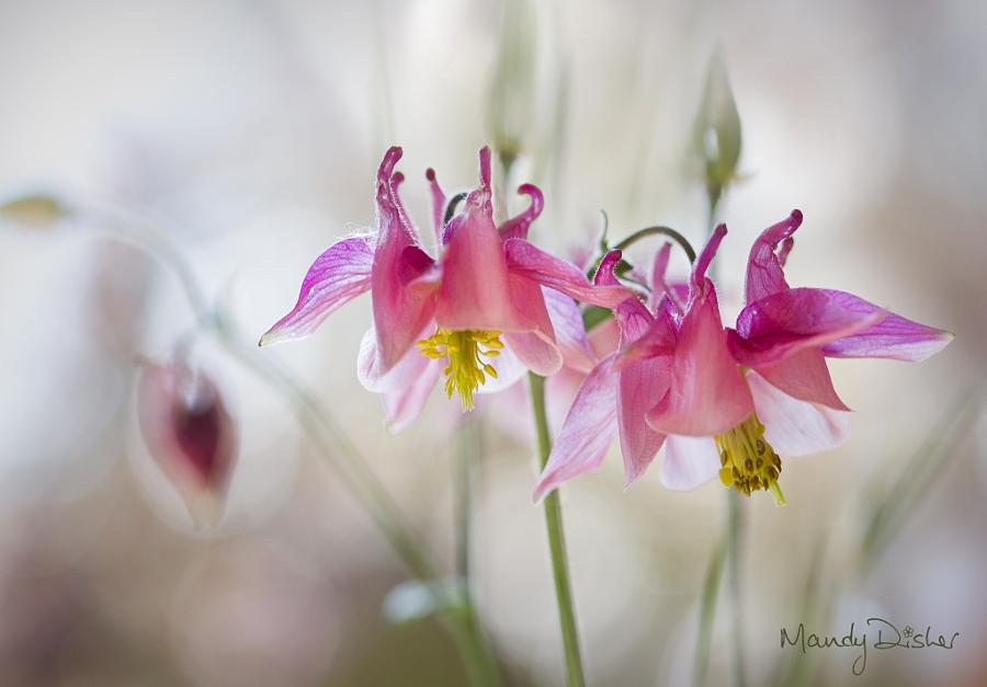 Columbine by Mandy Disher <a href="/Applebees/">Applebee's Grill + Bar</a> <a href="/drkent/">Dr. Kent</a> <a href="/_Akanshagautam/">Akansha Gautam</a> <a href="/booksthatmatter/">Stories That Matter</a>