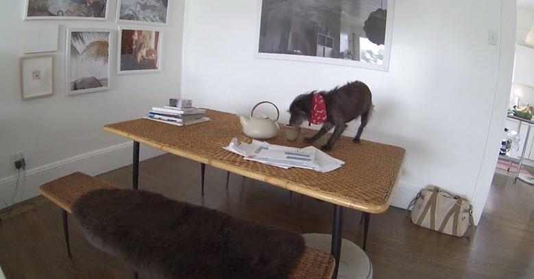 Hidden Camera Catches Dog Misbehaving vytm.in/dkpqrA