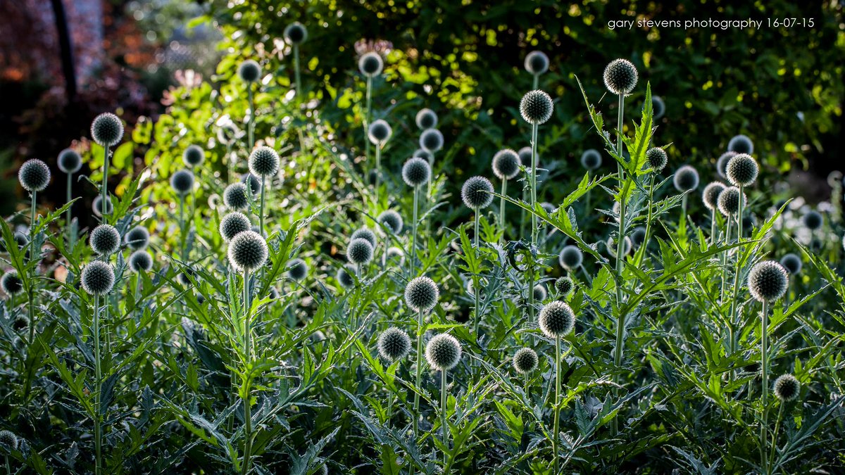 gsphotography's tweet photo. Day 197 Thistle balls – @ThistleBall #thistle
http://t.co/zf3JrdeCuC http://t.co/k9vhzwsd8I