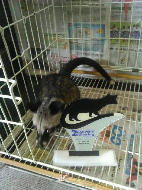 Juara open baby #14Juni kemarin, musang dri jawa timur , sukses yaaa sang