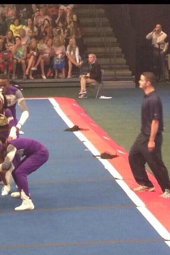 #todaycheerleaderswillneverknow
