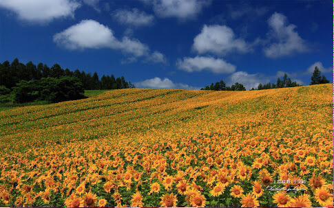 56Lhe's tweet photo. どこまでもつづくようなひまわり畑🌻💓
いってみたいよね！ http://t.co/REEJb0Mk51