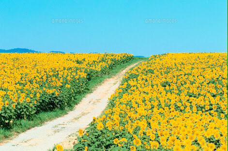 56Lhe's tweet photo. どこまでもつづくようなひまわり畑🌻💓
いってみたいよね！ http://t.co/REEJb0Mk51