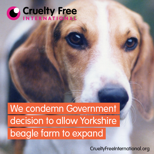 ginachron's tweet photo. #UK must abolish use of Beagles in #AnimalTesting
https://t.co/mMZuraiPjc
#beaglefreedom @UKRunFree @loridowney3 http://t.co/x5UJaDNCXF
