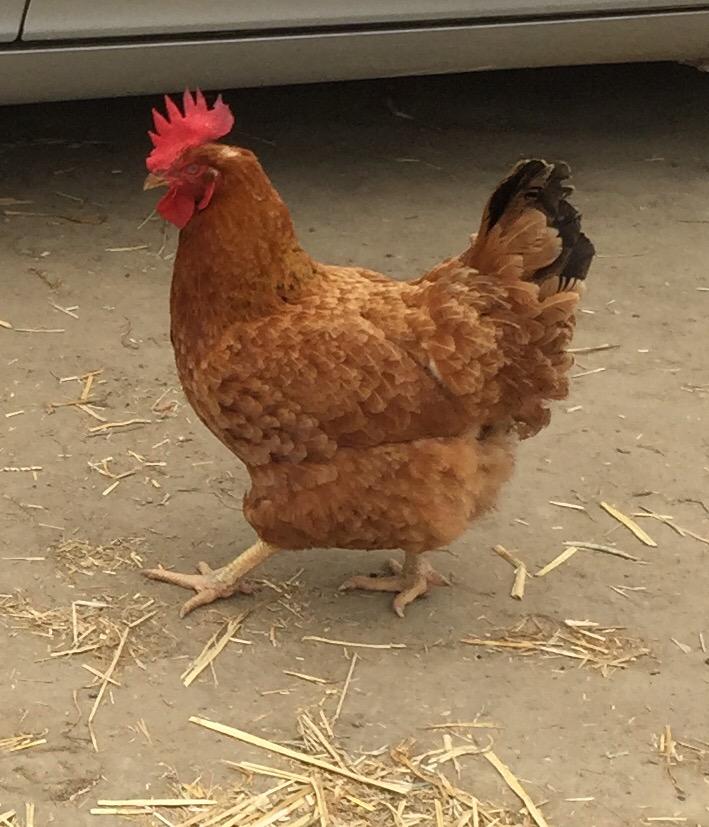 bwhammertime's tweet photo. He was headed to opening day! #DelMarOpeningDay #foundchicken http://t.co/29aBCkia2K