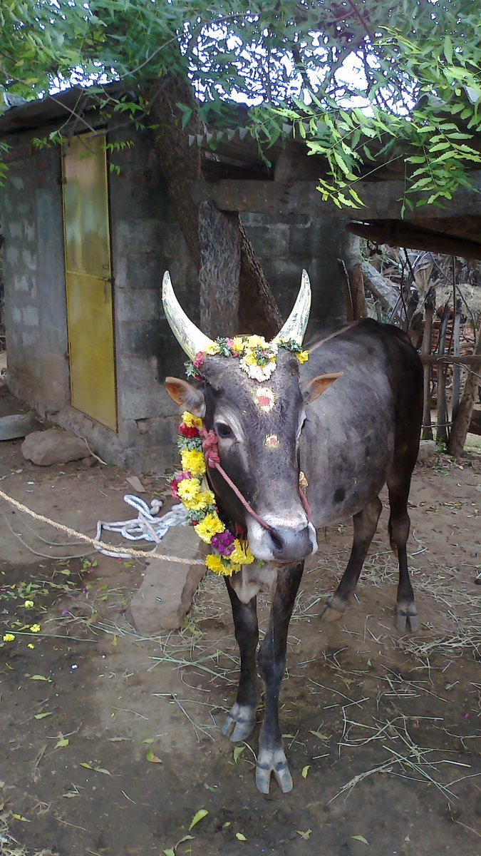 Linga5777's tweet photo. i like this jallikattu http://t.co/zzD99yM9Tc