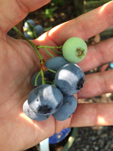Our blueberry bushes are in full berry mode! Lots of fruit ready to be eaten!