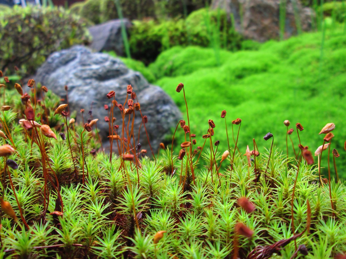 苔人間 ウマスギゴケ 馬杉苔 Polytrichaceae です 苔庭と言えばスギゴケですが 所謂 スギゴケ は殆どが此の種類です シャープな印象の とても格好良い苔です 苔 拡散希望 Http T Co Aj1thehozx